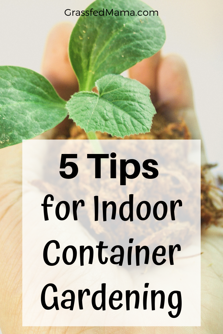 5 Tips for Indoor Container Gardening